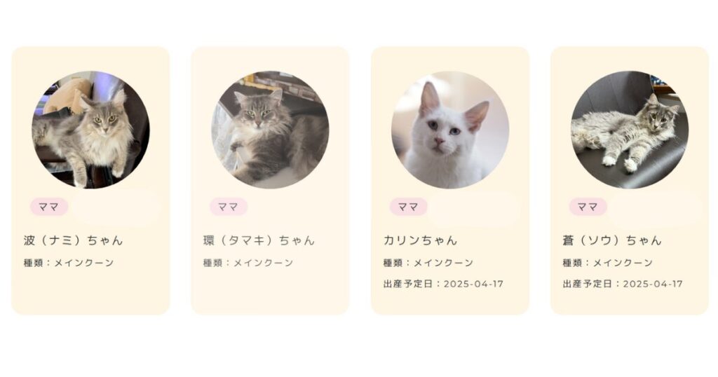 メインクーンの子猫を探す